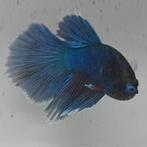 Betta splendens man 03, Dieren en Toebehoren, Vis