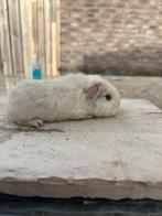 CH-teddy wit californian choco, Dieren en Toebehoren, Knaagdieren, Cavia, Mannelijk, November, Tam