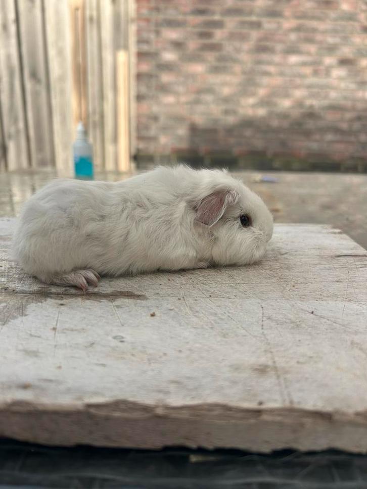CH-teddy wit californian choco, Dieren en Toebehoren, Knaagdieren, Mannelijk, Cavia, November, Tam