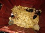 9 gevlekte cavia's te koop, Dieren en Toebehoren, September, Meerdere dieren, Cavia