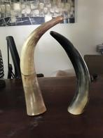 Ossenhoorn oud mooi decoratief item., Ophalen of Verzenden, Gebruikt
