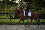 Talentvolle 6-jr werkwillige merrie | dressuurpaard | BWP, Dieren en Toebehoren, Merrie, B, Gechipt, Dressuurpaard