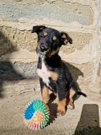 Puppys zoeken een thuis/familie, Dieren en Toebehoren, Particulier, Rabiës (hondsdolheid), Overige rassen, 8 tot 15 weken