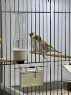 Isabel majoor putter pop 25, Dieren en Toebehoren, Vogels | Overige Vogels, Vrouwelijk, Wildzangvogel