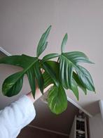 Philodendron florida beauty stekken, Huis en Inrichting, Kamerplanten, Ophalen of Verzenden, Halfschaduw, Minder dan 100 cm