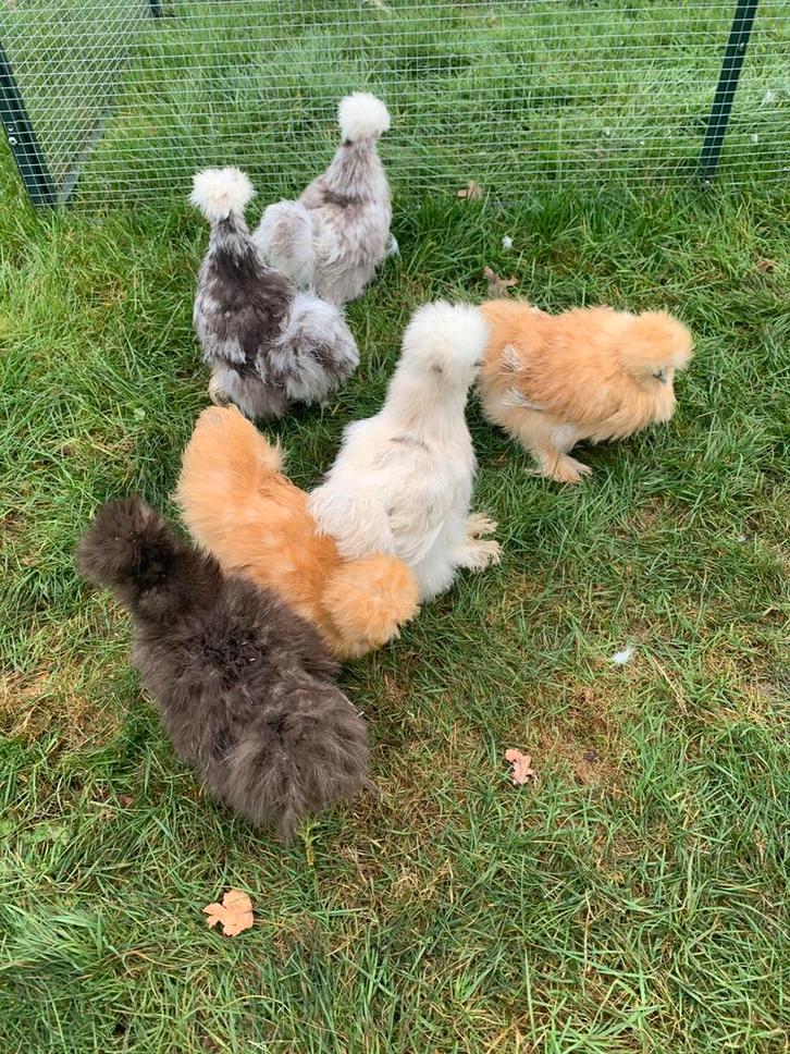 6 hennen Usa zijdehoen 🐥13 wk geent 💯% hen garantie✅, Dieren en Toebehoren, Pluimvee, Kip, Vrouwelijk