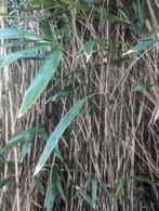Bamboe groot of klein, Ophalen of Verzenden, Bloeit niet