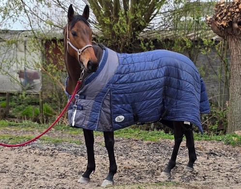 Te koop 3500€ in prijs verlaagd, Dieren en Toebehoren, Paarden, Merrie, Recreatiepaard