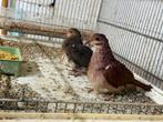 Te koop 10 paar rodegrond duiven, Dieren en Toebehoren