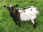 lief jong dwerggeit  ( bokje) te koop hoornloos, Dieren en Toebehoren, Mannelijk, Geit