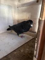 Duiven, Dieren en Toebehoren, Meerdere dieren, Parkiet