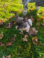 Wij zoeken een nieuw gezin voor onze Franse boldoks, Dieren en Toebehoren, Honden | Poolhonden, Keeshonden en Oertypen, België