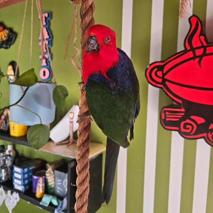 Groenvleugel Koningsparkiet taxidermie opgezette vogel, Verzamelen, Dierenverzamelingen, Zo goed als nieuw, Opgezet dier, Vogel