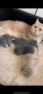 Britse korthaar, Dieren en Toebehoren, Katten en Kittens | Raskatten | Korthaar, Ontwormd