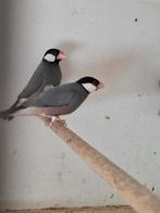 Stel mooie grote rijstvogels 2025, Meerdere dieren, Tropenvogel