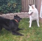 Pups verwacht begin november Zwitserse Witte Herder outcross, Dieren en Toebehoren, 8 tot 15 weken, CDV (hondenziekte), Meerdere