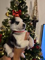 Siberische Husky pups geboren 14-11-2025, Dieren en Toebehoren, Honden | Poolhonden, Keeshonden en Oertypen, 8 tot 15 weken, Poolhond