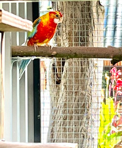 Bonte witvleugel opaline pop split golden, blauwpastel, Dieren en Toebehoren, Vogels | Parkieten en Papegaaien, Parkiet, Vrouwelijk