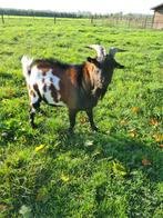 Te huur mooie geitenbok, Dieren en Toebehoren, Schapen, Geiten en Varkens, Mannelijk, Geit, 3 tot 5 jaar