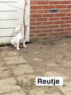 1 reutje puppies x Scott American Bulldog/ pitbull terrier, Overige rassen, 8 tot 15 weken, Meerdere dieren, Eén hond