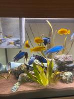 Pseudtropheus saulosi, pseudotropheus socolofi, Dieren en Toebehoren, Vissen | Aquariumvissen, Vis