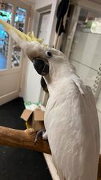 geelkuifkaketoe triton Süper Tamme 2025, Dieren en Toebehoren, Vogels | Parkieten en Papegaaien, Mannelijk, Parkiet, Pratend