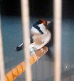 Majoor putter koppel van 2024, Dieren en Toebehoren, Vogels | Overige Vogels, Meerdere dieren, Wildzangvogel