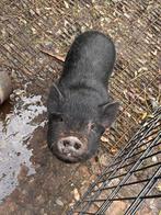 Gottinger mini varken, Vrouwelijk, Varken, 0 tot 2 jaar