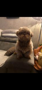 Mooie dekreu Mickey! (Niet te koop!), Dieren en Toebehoren, Overige rassen, Eén hond, 3 tot 5 jaar, Nederland