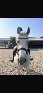 Brave recreatie pony, Dieren en Toebehoren, Pony's, Ruin, 11 jaar of ouder