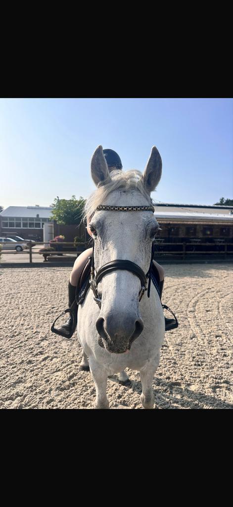 Brave recreatie pony, Dieren en Toebehoren, Pony's, Ruin, 11 jaar of ouder