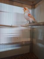 Rood mozaïek man 2024, Dieren en Toebehoren, Mannelijk, Kleurkanarie