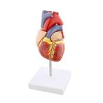 anatomisch menselijk hartmodel  1:1, Ophalen of Verzenden, Nieuw
