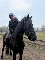 paardrijlessen op kleinschalige ranch in Eindhoven