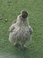 silkie haan, Dieren en Toebehoren, Pluimvee, Mannelijk, Kip