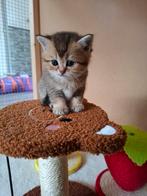 Britse korhaar kittens, Dieren en Toebehoren, Katten en Kittens | Overige Katten, Meerdere dieren