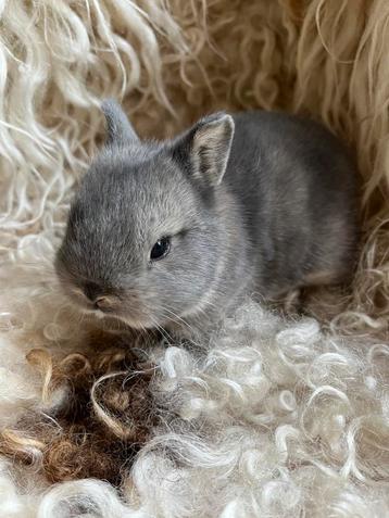 Mini kleurdwerg voedstertje  beschikbaar voor biedingen