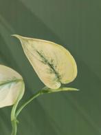 Scindapsus stek (Mayari Mint, Jade Satin Marble, Hologram), Huis en Inrichting, Kamerplanten, Ophalen of Verzenden, Halfschaduw