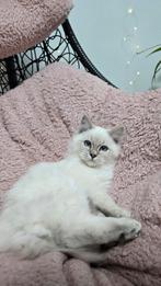 Prachtige kittens, Dieren en Toebehoren, Katten en Kittens | Raskatten | Langhaar, Meerdere dieren