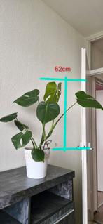 Huis Bloemen, Ophalen of Verzenden, Overige soorten, Minder dan 100 cm