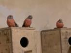 Bourke parkieten, Dieren en Toebehoren, Vogels | Parkieten en Papegaaien, Meerdere dieren, Parkiet