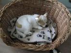 schattig lief   pupje in honden mandje, Ophalen of Verzenden, Zo goed als nieuw