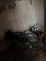 Twee jonge duiven van dezelfde nest, Dieren en Toebehoren, Vogels | Duiven, Meerdere dieren, Postduif