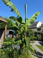 Musa basjoo te koop diverse maten, Ophalen, Zomer, Volle zon