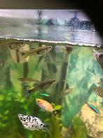 Guppen te koop, Dieren en Toebehoren, Vissen | Aquariumvissen, Vis
