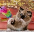 Mooiste mink en Sepia Raszuivere Ragdoll kittens, Meerdere dieren, Gechipt, 0 tot 2 jaar