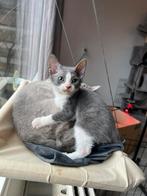 Sphinx x peterbald x oosterse korthaar, Dieren en Toebehoren, Katten en Kittens | Raskatten | Korthaar, Poes, 0 tot 2 jaar