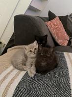 Britse korthaar kitten, Dieren en Toebehoren, Kater, Ontwormd, 0 tot 2 jaar
