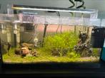 Aquarium aquael 50 L, Dieren en Toebehoren, Vissen | Aquaria en Toebehoren, Ophalen, Zo goed als nieuw, Leeg aquarium