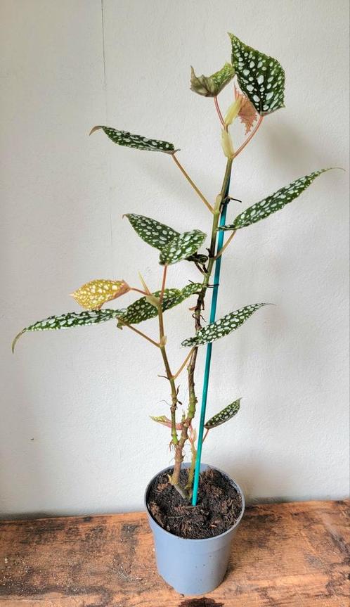 Begonia Cane Double Dot., Huis en Inrichting, Kamerplanten, Overige soorten, Minder dan 100 cm, Ophalen of Verzenden